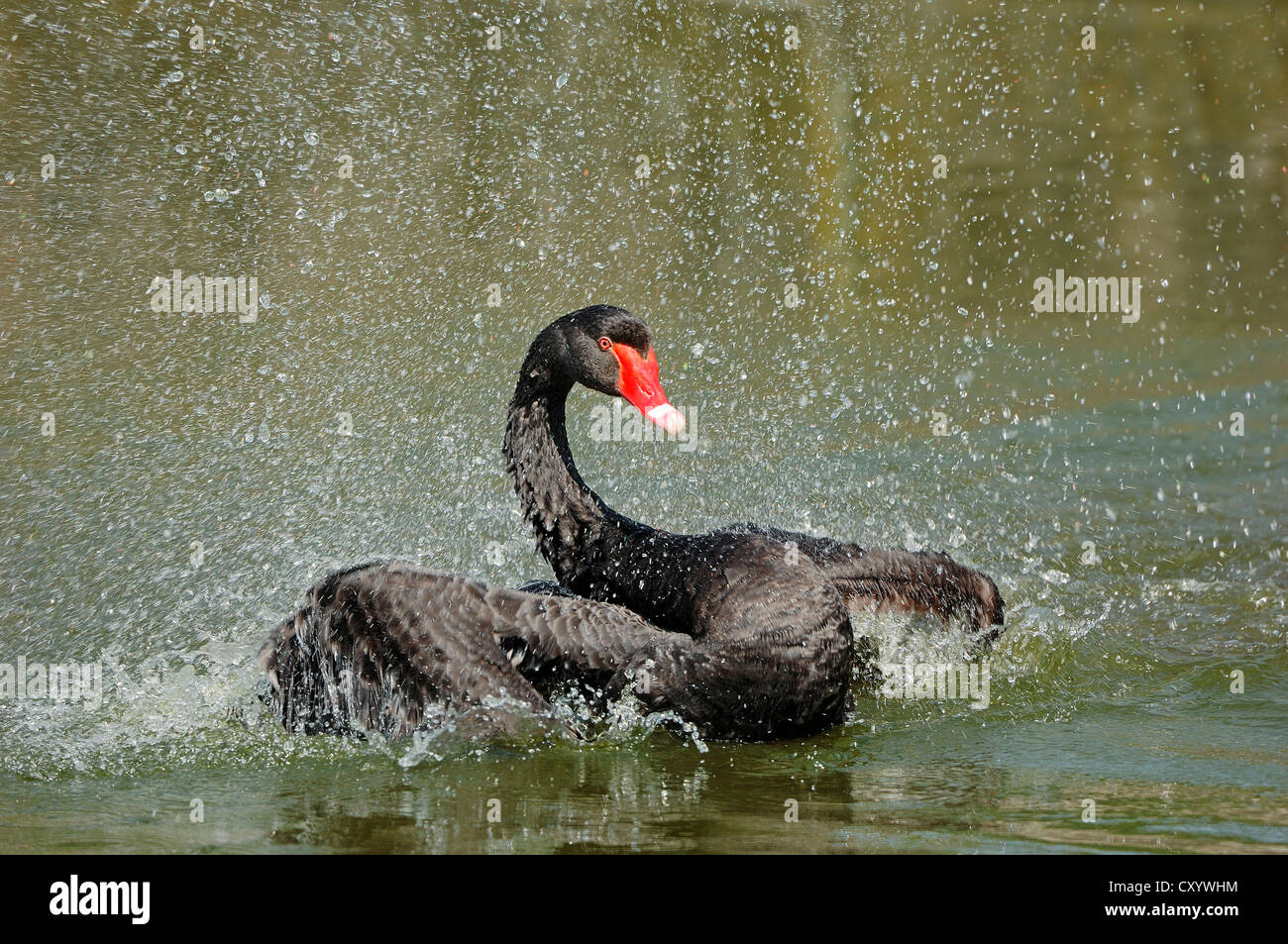 Schwarzer Schwan (Cygnus olor), Baden, gefunden in Australien, gefangen, aber entkommen, North Rhine-Westphalia Stockfoto