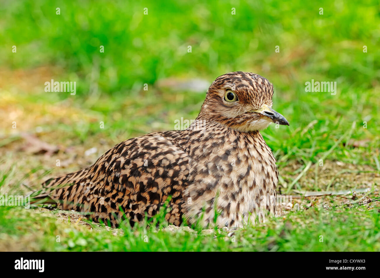 Gefleckte Thick-knee (Burhinus Capensis), brüten auf dem Nest gefunden in Afrika, Gefangenschaft, Niederlande, Europa Stockfoto