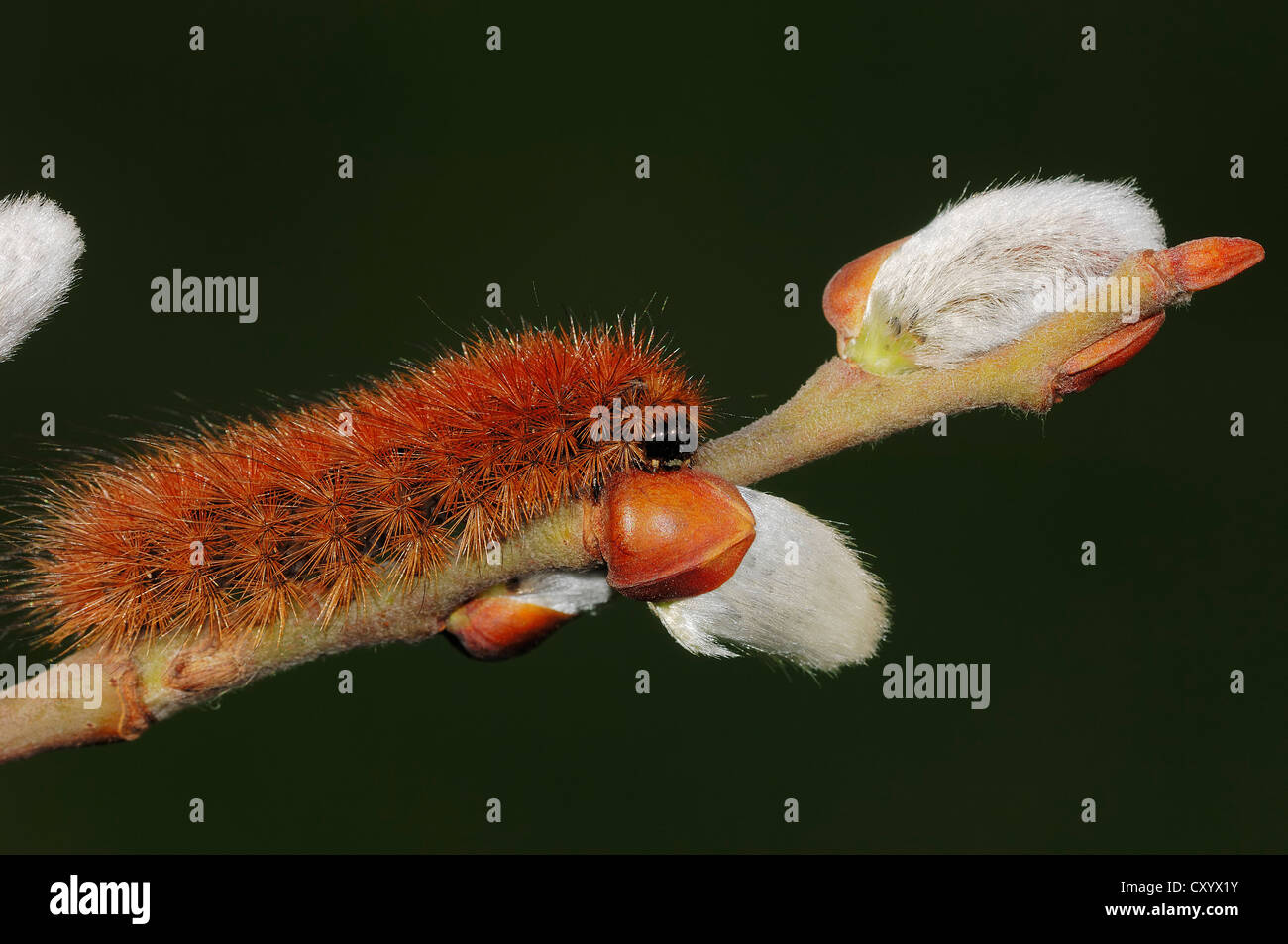 Ruby Tiger (Phragmatobia Fuliginosa), Raupe auf Weide Kätzchen der Ziege Weide (Salix Caprea) Stockfoto