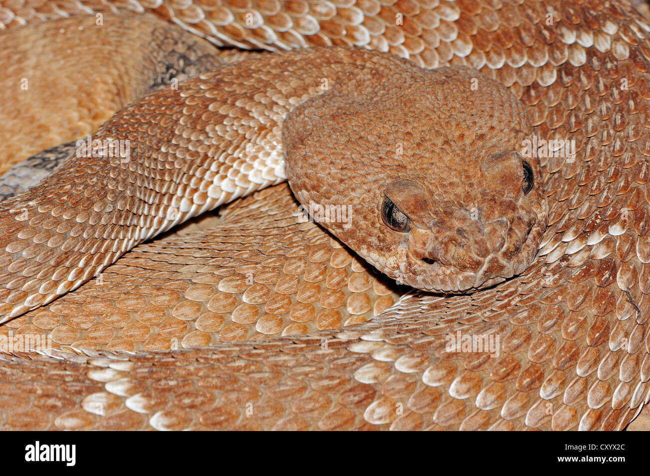 Roter Diamantklapperschlange (Crotalus Ruber), ursprünglich aus Nordamerika, Gefangenschaft, Florida, USA Stockfoto