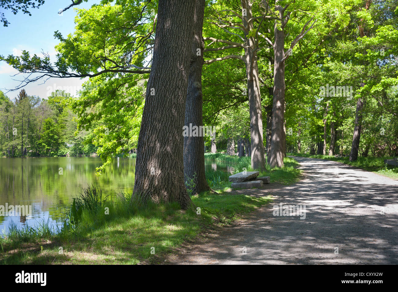 Teich im Bereich Weissiger Teichgebiet, obere Lausitzer Heide- und Seenlandschaft, administrative Landkreis Bautzen, Sachsen Stockfoto