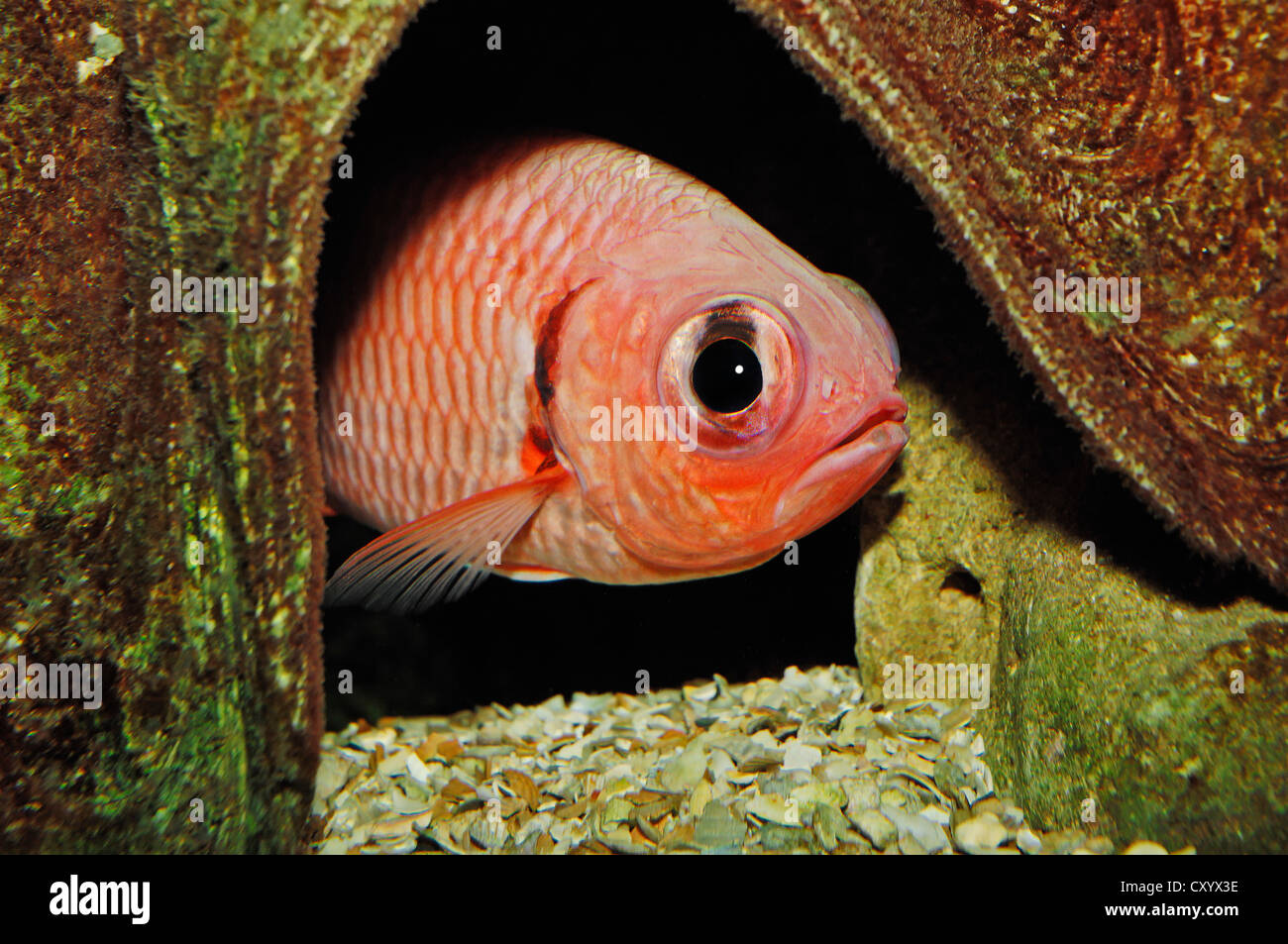 Soldatenfische (Myripristis Jacobus), ursprünglich aus der Karibik, Gefangenschaft, Niederlande, Europa Stockfoto