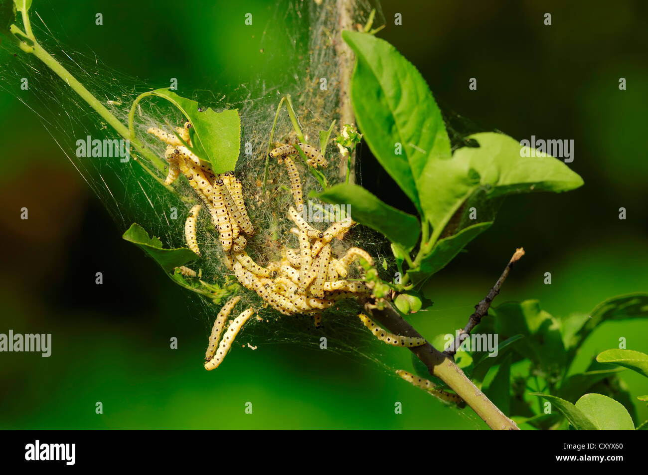 Hermelin (Yponomeuta Cagnagella), Spindel Web von Raupen, North Rhine-Westphalia Stockfoto