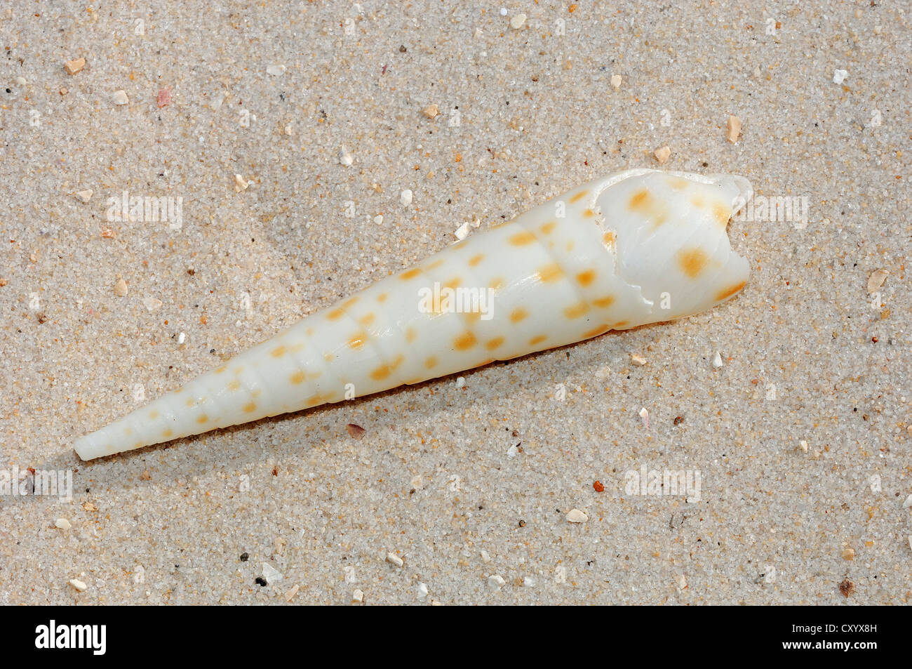 Auger Shell (Terebra SP.), im Indo-Pazifischen Ozean gefunden Stockfoto