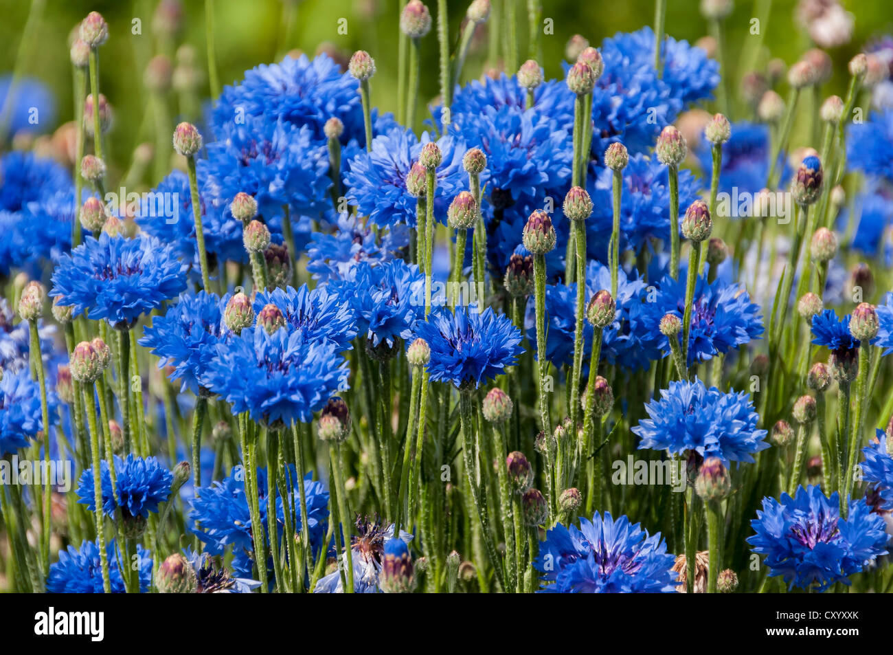 Blaue Kornblumen (Centaurea Cyanus), Dreieich-Goetzenhain, Hessen Stockfoto