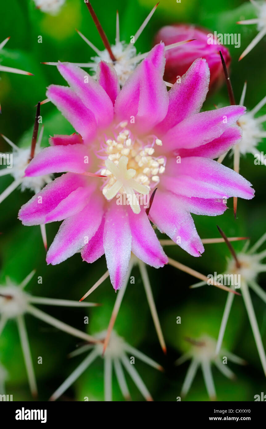 Nadelkissen Kaktus (Mammillaria La), blühend, in Nordamerika, Zierpflanze Stockfoto