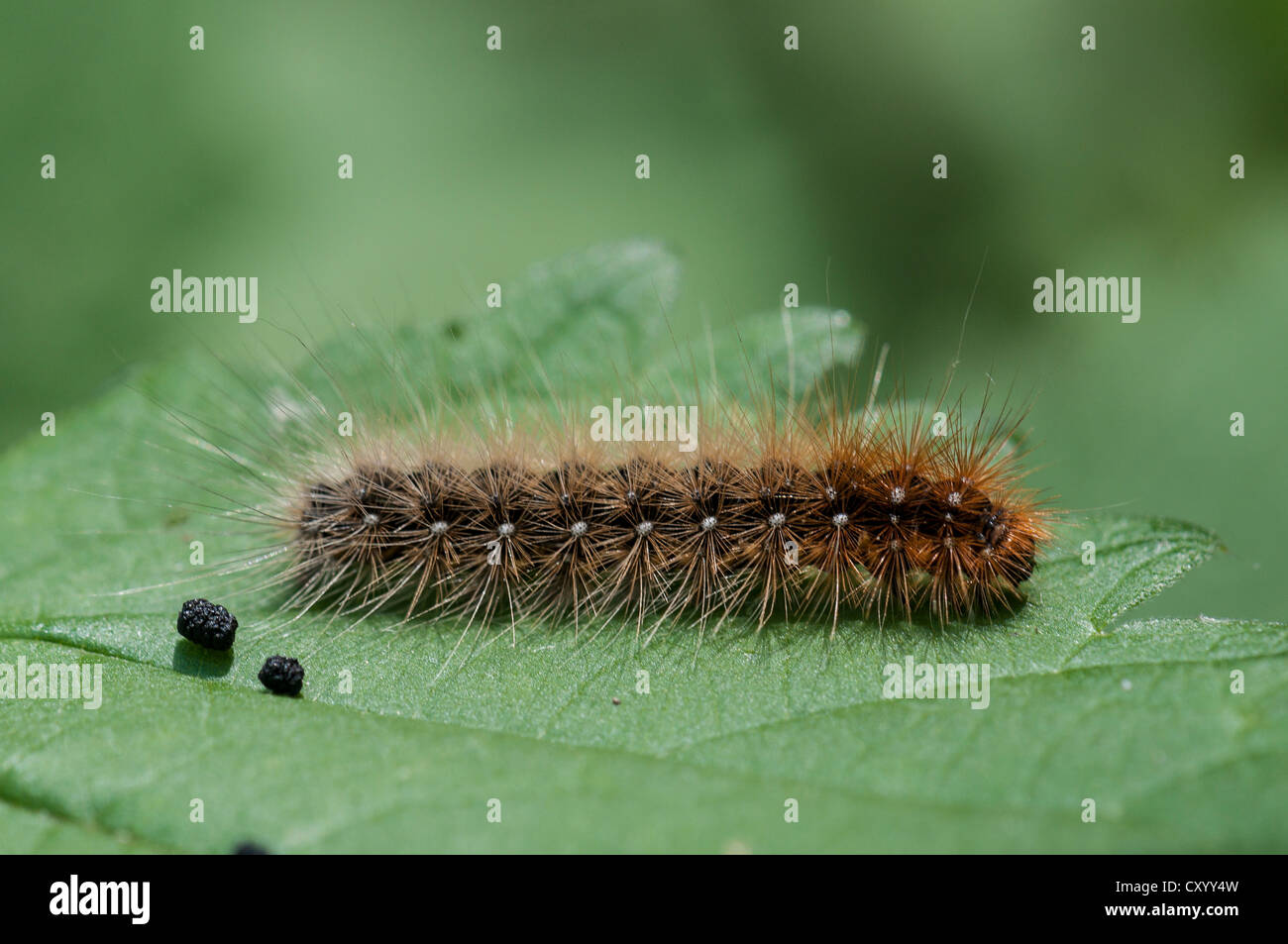 Der braune Bär (Arctia Caja) Raupe auf dem Blatt einer Brennnessel (Urtica Dioica), Moenchbruch Naturreservat in der Nähe Stockfoto