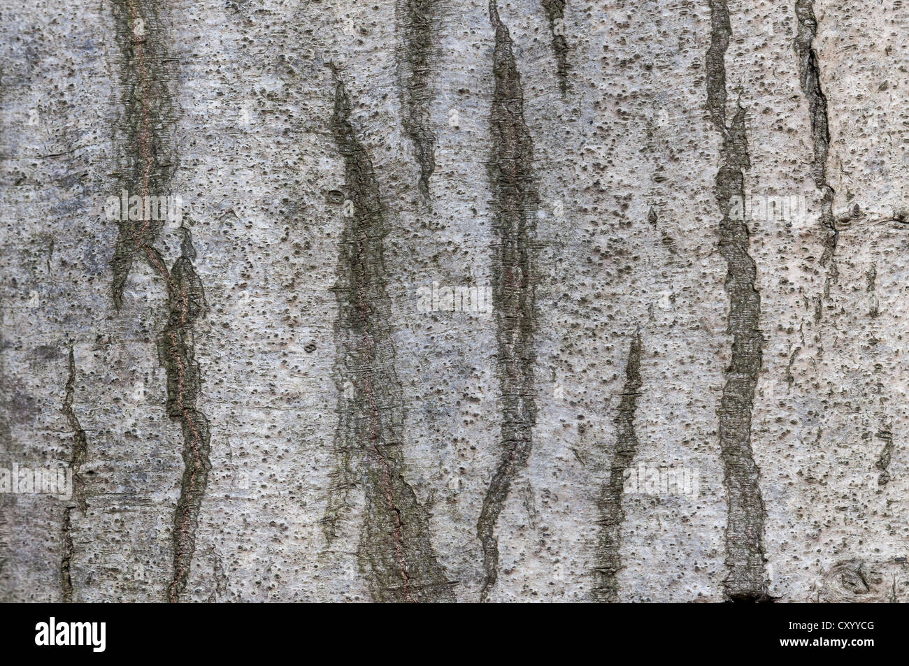 Rinde eines europäischen oder gemeinsame Hainbuche (Carpinus Betulus), detail, Moenchbruch Nature Reserve, in der Nähe von Frankfurt am Main, Hessen Stockfoto