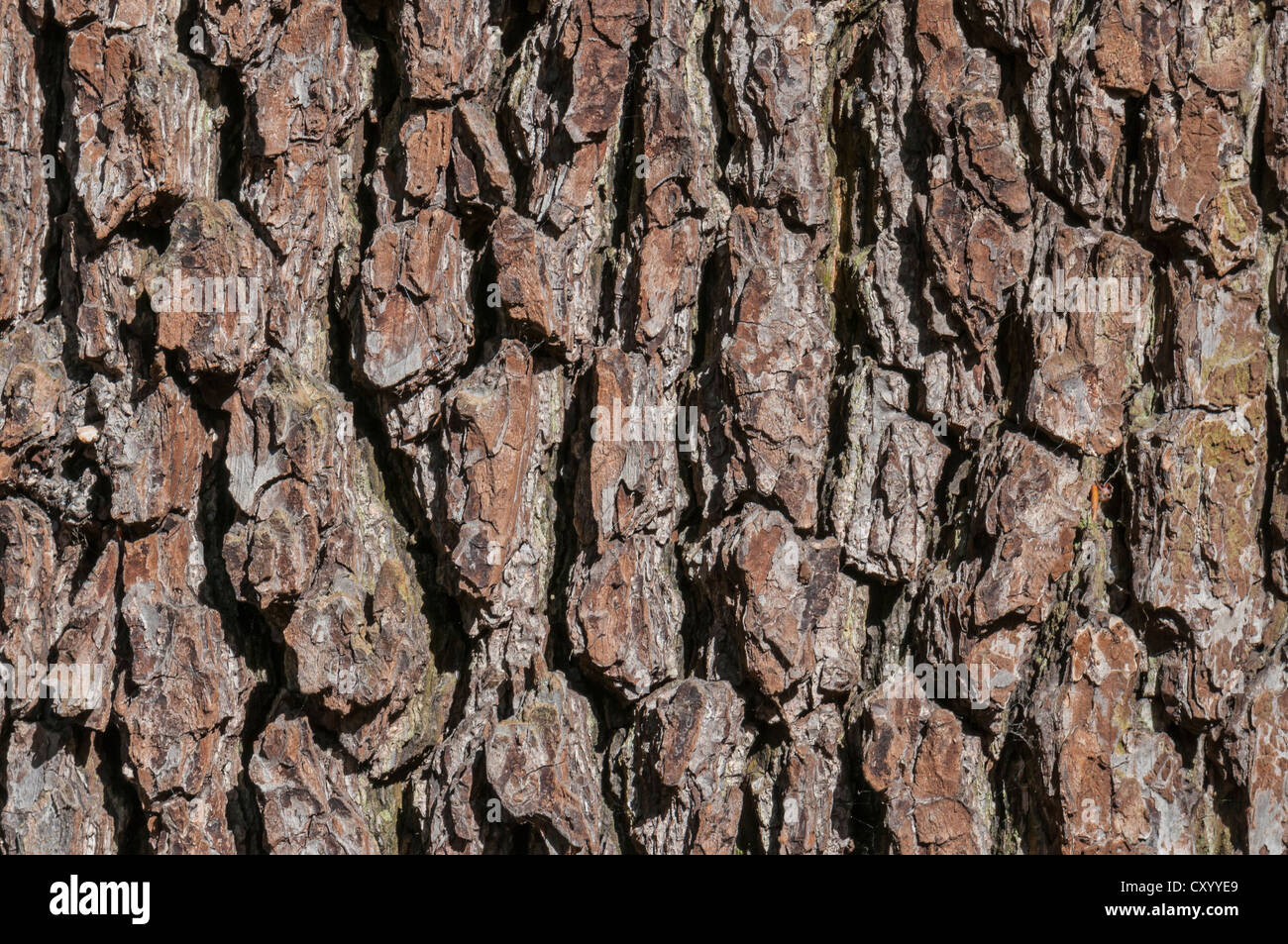 Bark Fraxinus Stockfotos und bilder Kaufen Alamy