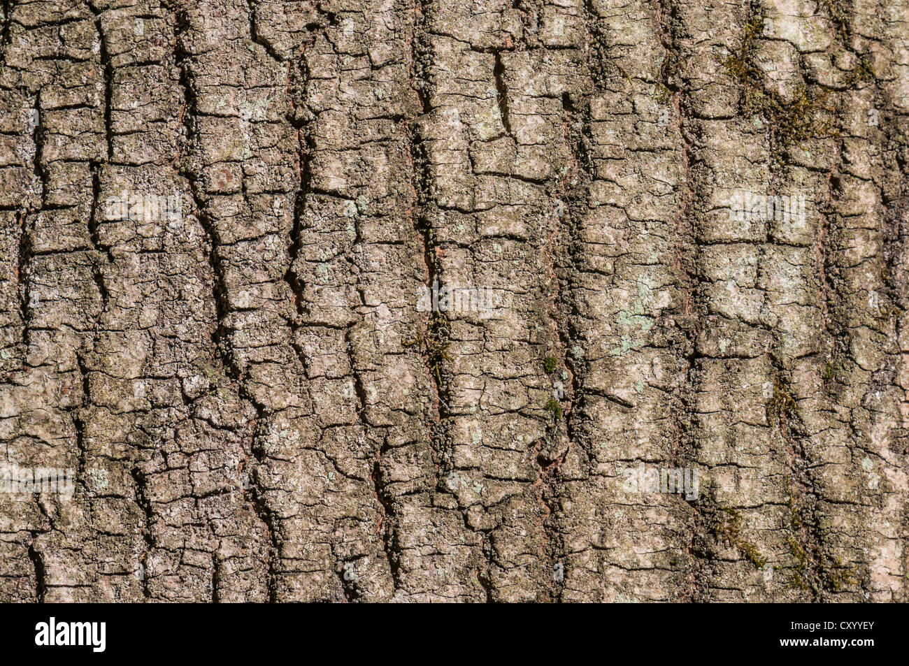 Rinde der Schwarz-Erle (Alnus Glutinosa), detail, Moenchbruch Nature Reserve, in der Nähe von Frankfurt am Main, Hessen Stockfoto