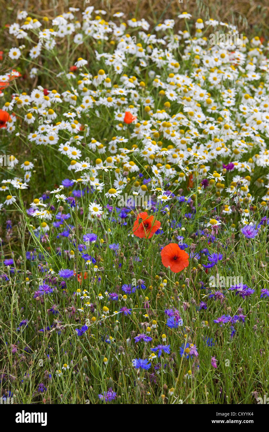 Bunte Wildblumen zeigt Mayweed, Mohn und Kornblumen auf Wiese im Frühling Stockfoto