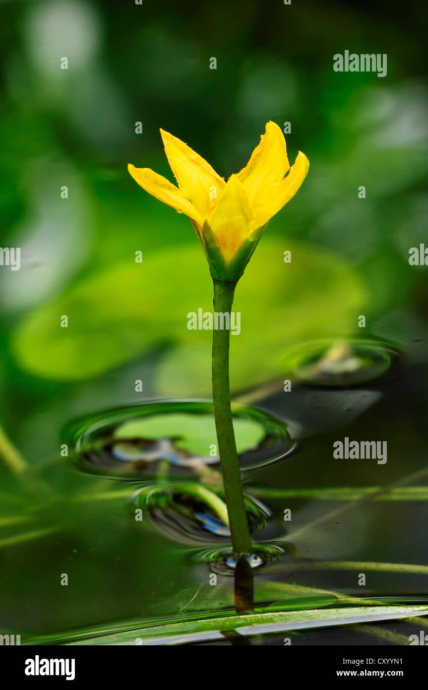 Fransen-Seerose, gelbe Floating-Herz (Nymphoides Peltata), blühend, North Rhine-Westphalia Stockfoto