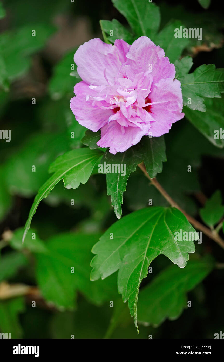 Rose von Sharon, Strauch Althea oder Rose Althea (Hibiscus Syriacus), blühend, ursprünglich aus Asien, Gartenpflanze Stockfoto