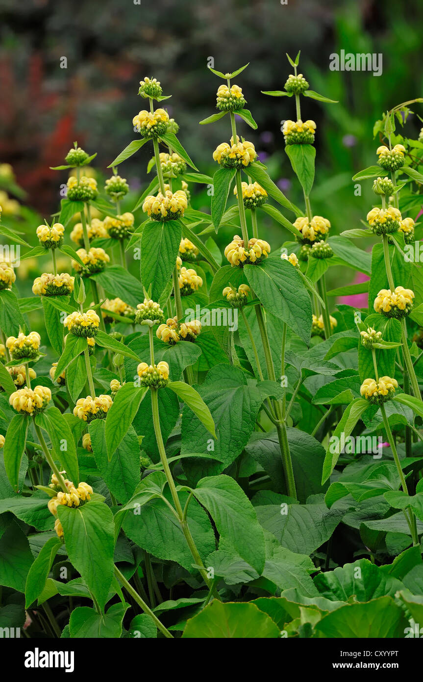 Phlomis russeliana flowers Fotos und Bildmaterial in hoher Auflösung