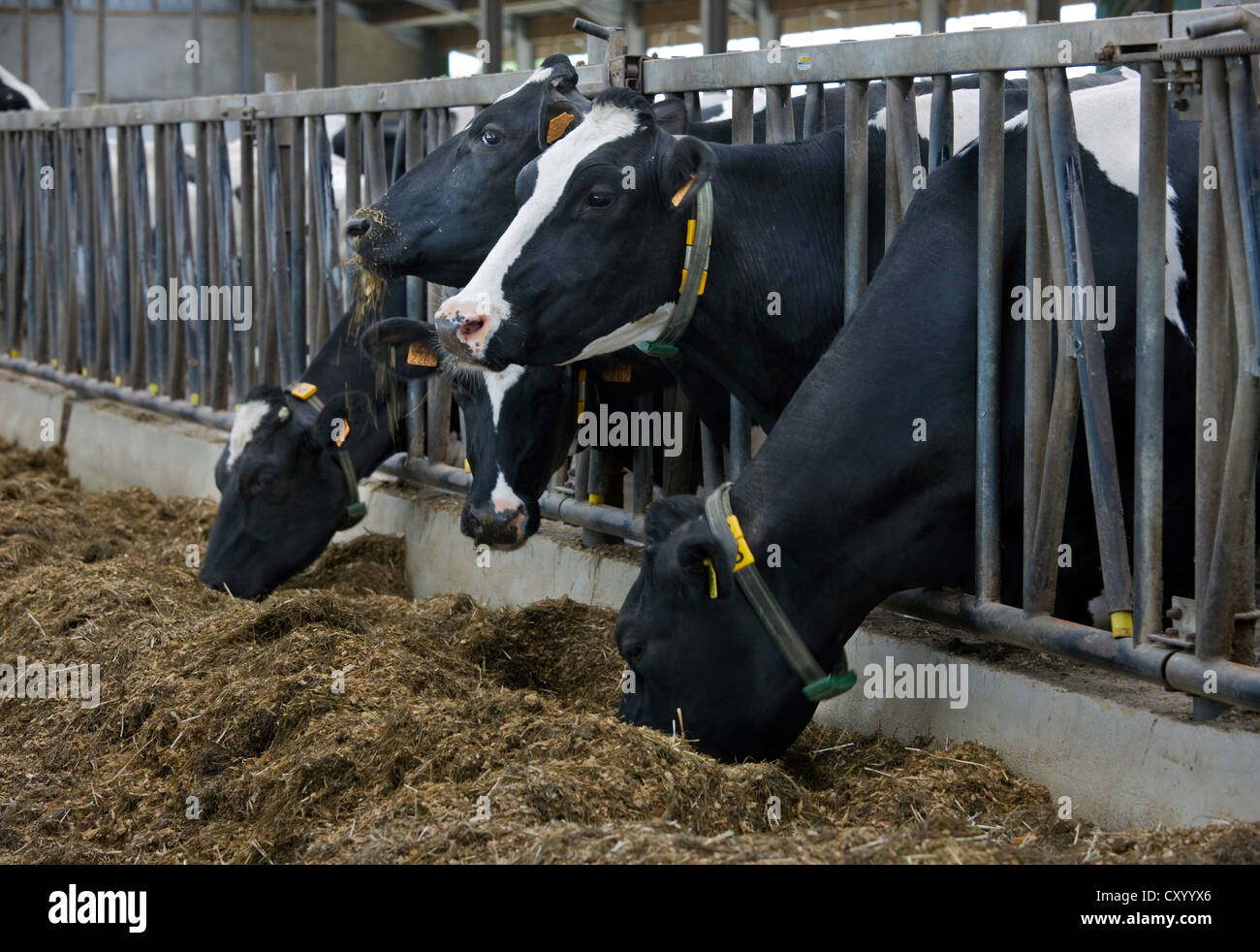 Kühe mit Köpfe durch Stahlstäbe Essen Futter im Stall auf der farm Stockfoto
