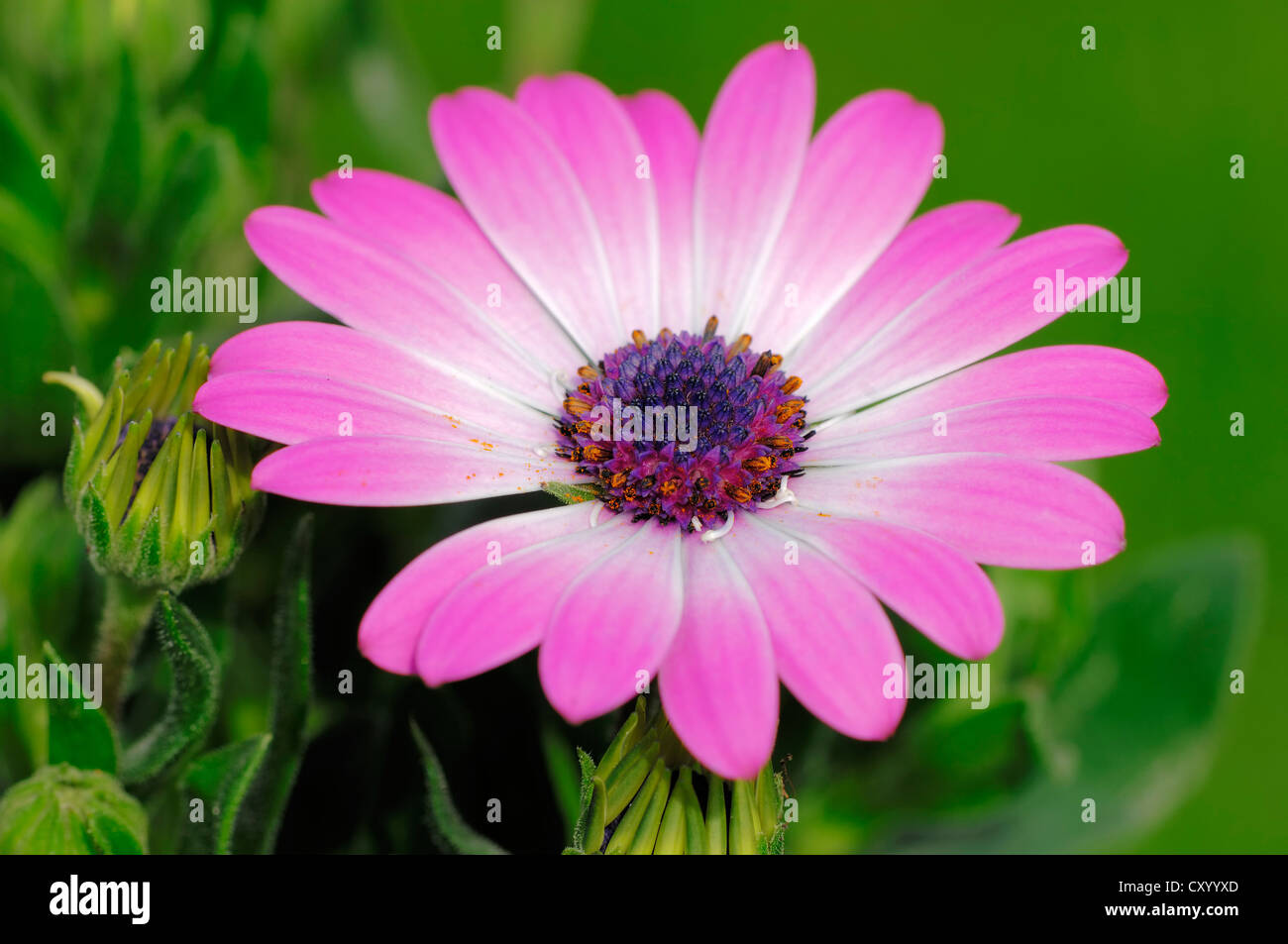 Kap-Margerite, Van Staden Fluss Daisy, Sundays River Daisy, White Daisy Busch, blau-weißen Daisy Busch, Stern der Steppe Stockfoto