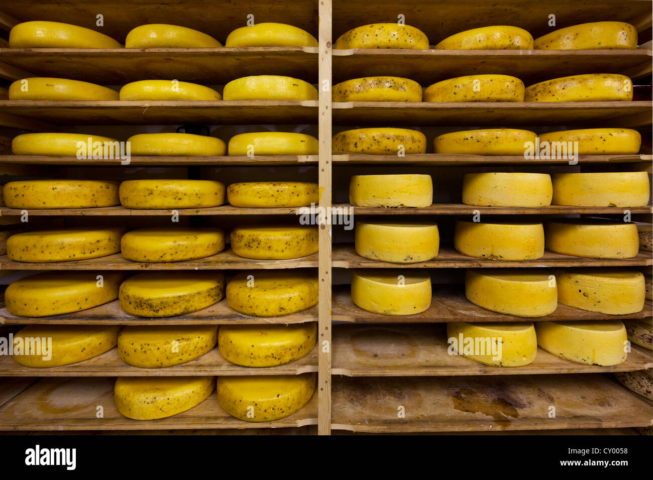 Regionale Handwerker Rad Käse Altern in Regalen in Käserei, Belgien Stockfoto