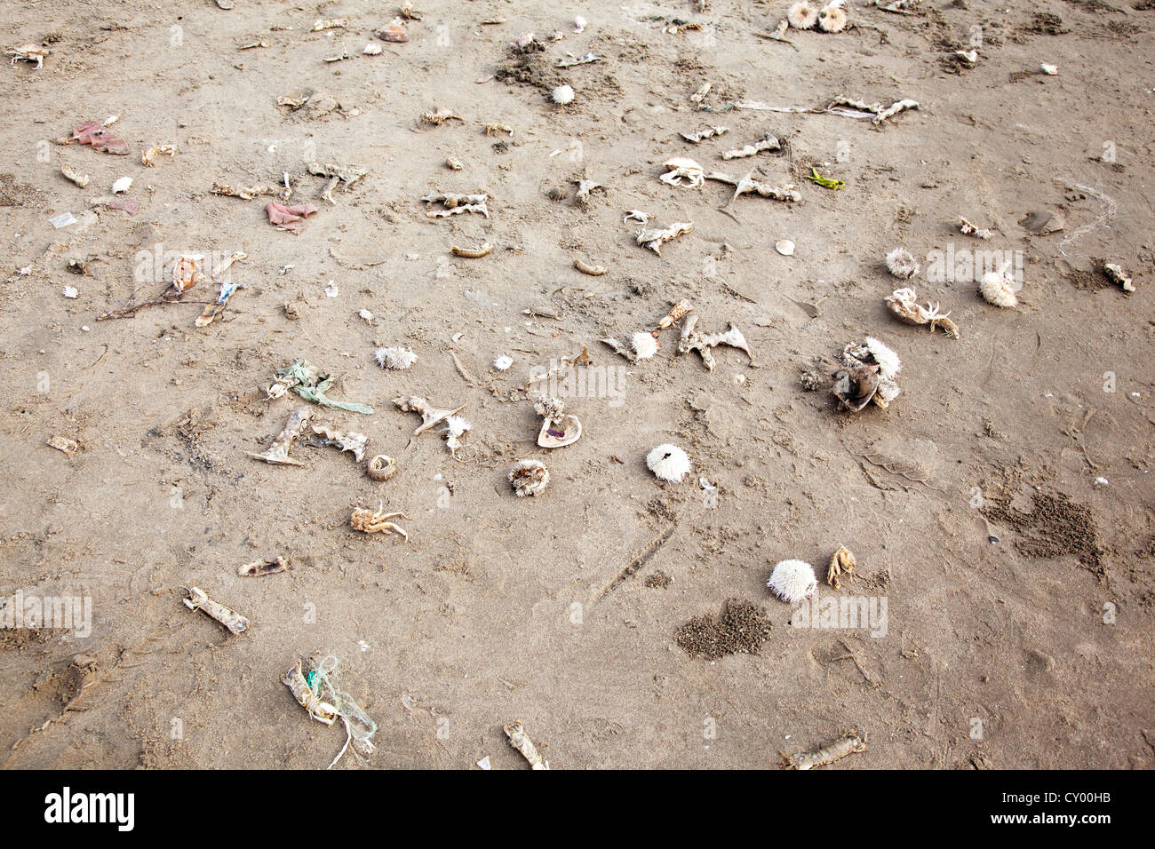 Schale Fisch und Meerestieren am Strand Stockfoto