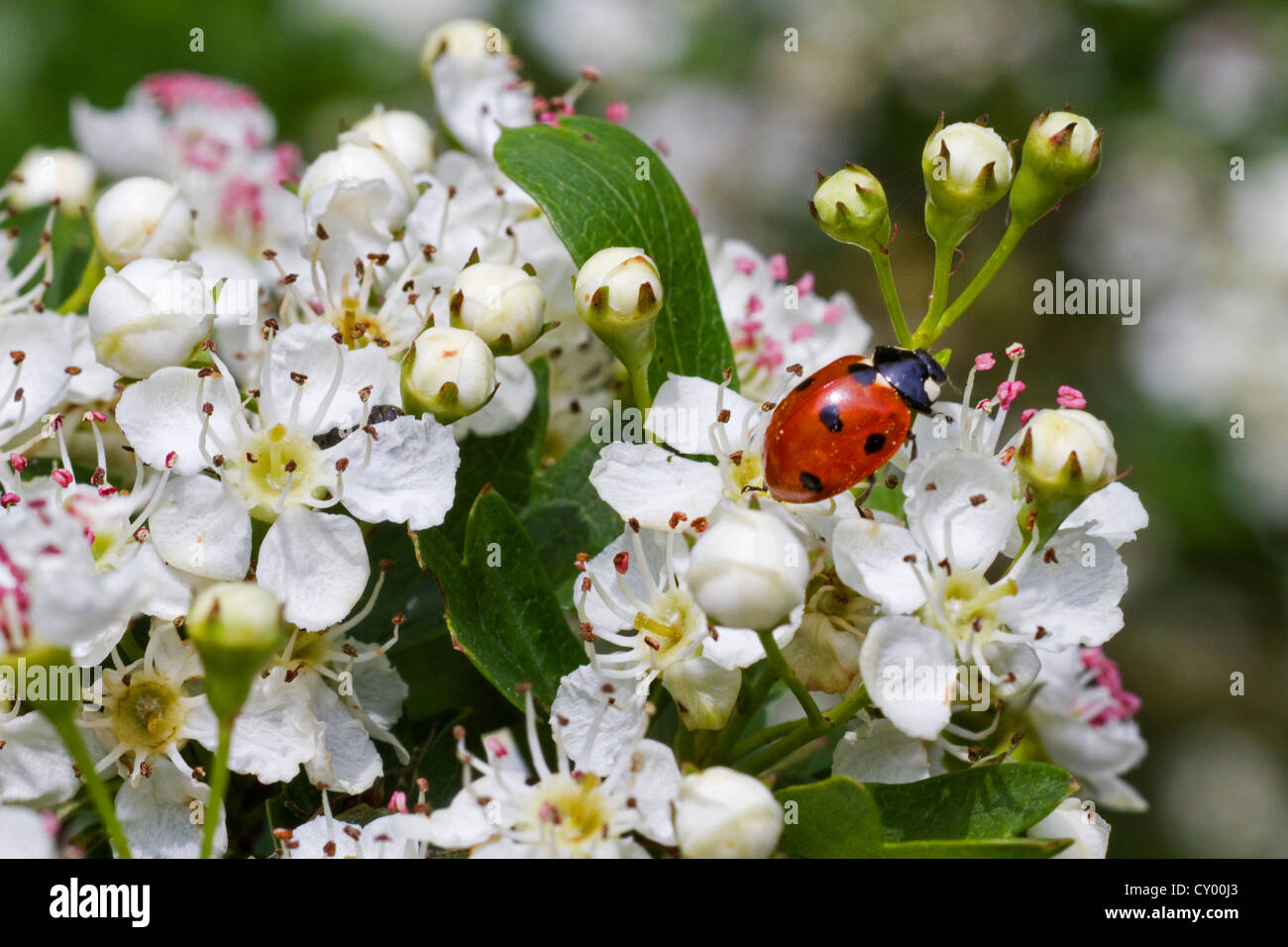 Seven-Spot Ladybird / sieben gefleckten Marienkäfer (Coccinella Septempunctata) auf blühende Weißdorn im Frühjahr, Belgien Stockfoto