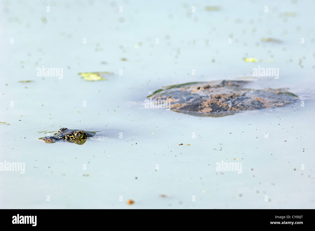 Indische Flapshell Schildkröte (Lissemys Trommler), Keoladeo Ghana Nationalpark, Rajasthan, Indien, Asien Stockfoto