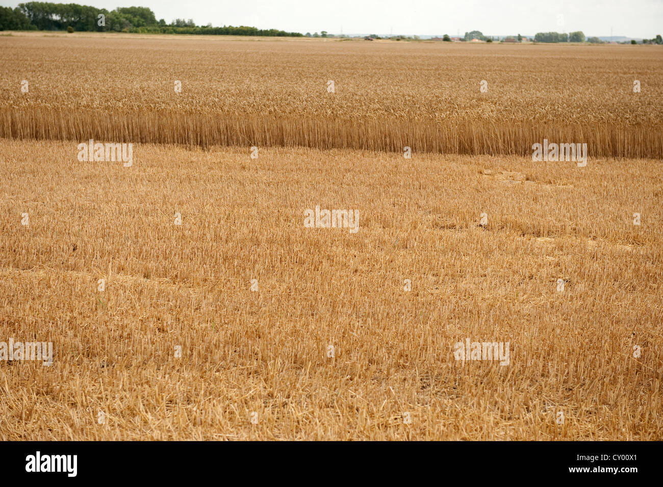 Bereich der Hälfte geerntet Weizen Les Trois Bergers Frankreich Europa Stockfoto