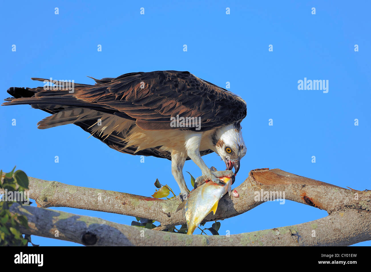 Fischadler (Pandion Haliaetus), ernähren sich von gefangenen Fisch auf Baum, Everglades-Nationalpark, Florida, USA Stockfoto
