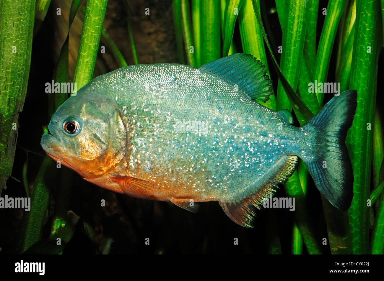 Natterer Piranha oder roten Piranhas (Pygocentrus Nattereri, Serrasalmus Nattereri, Rooseveltiella Nattereri) Stockfoto