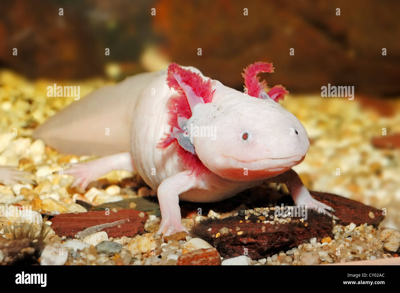 Mexikanische Salamander oder mexikanischen Axolotl (Z.B. geschieht), ursprünglich aus Mexiko, in Gefangenschaft, Bergkamen, Nordrhein-Westfalen Stockfoto