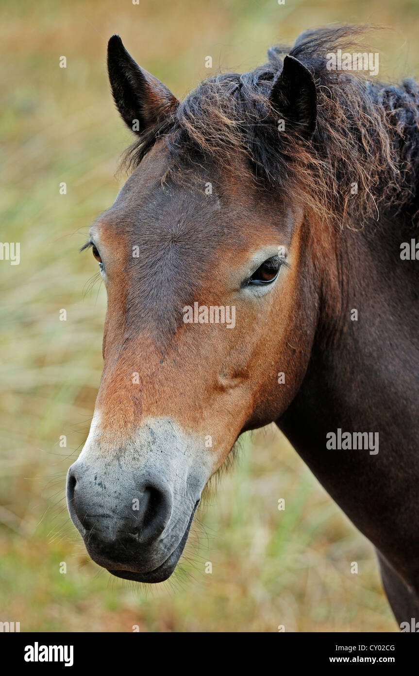 Exmoor Pony (Equus Ferus Caballus), Porträt, Texel, Niederlande, Europa Stockfoto