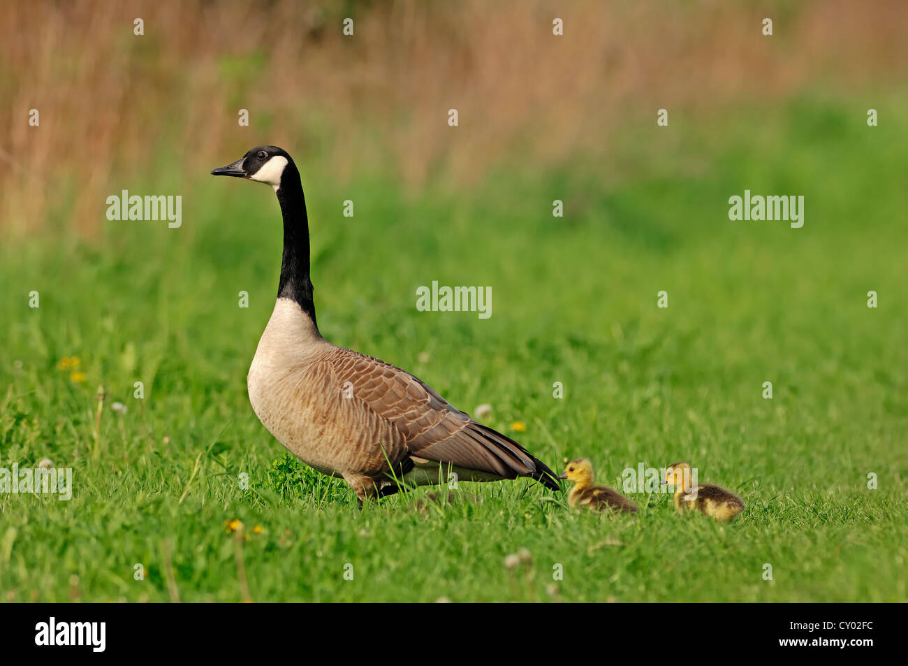 Kanadagans (Branta Canadensis) mit Küken, North Rhine-Westphalia Stockfoto