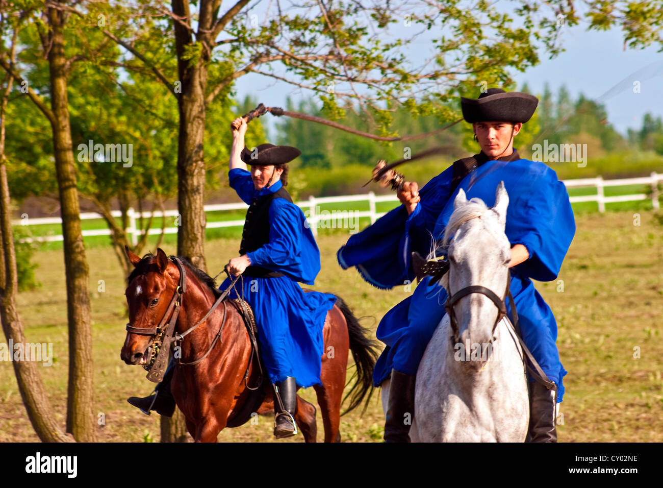 Ungarn, Kalocsa, Csikos ungarischen Reitern, demonstrieren ihre Fähigkeiten mit einer Peitsche Stockfoto