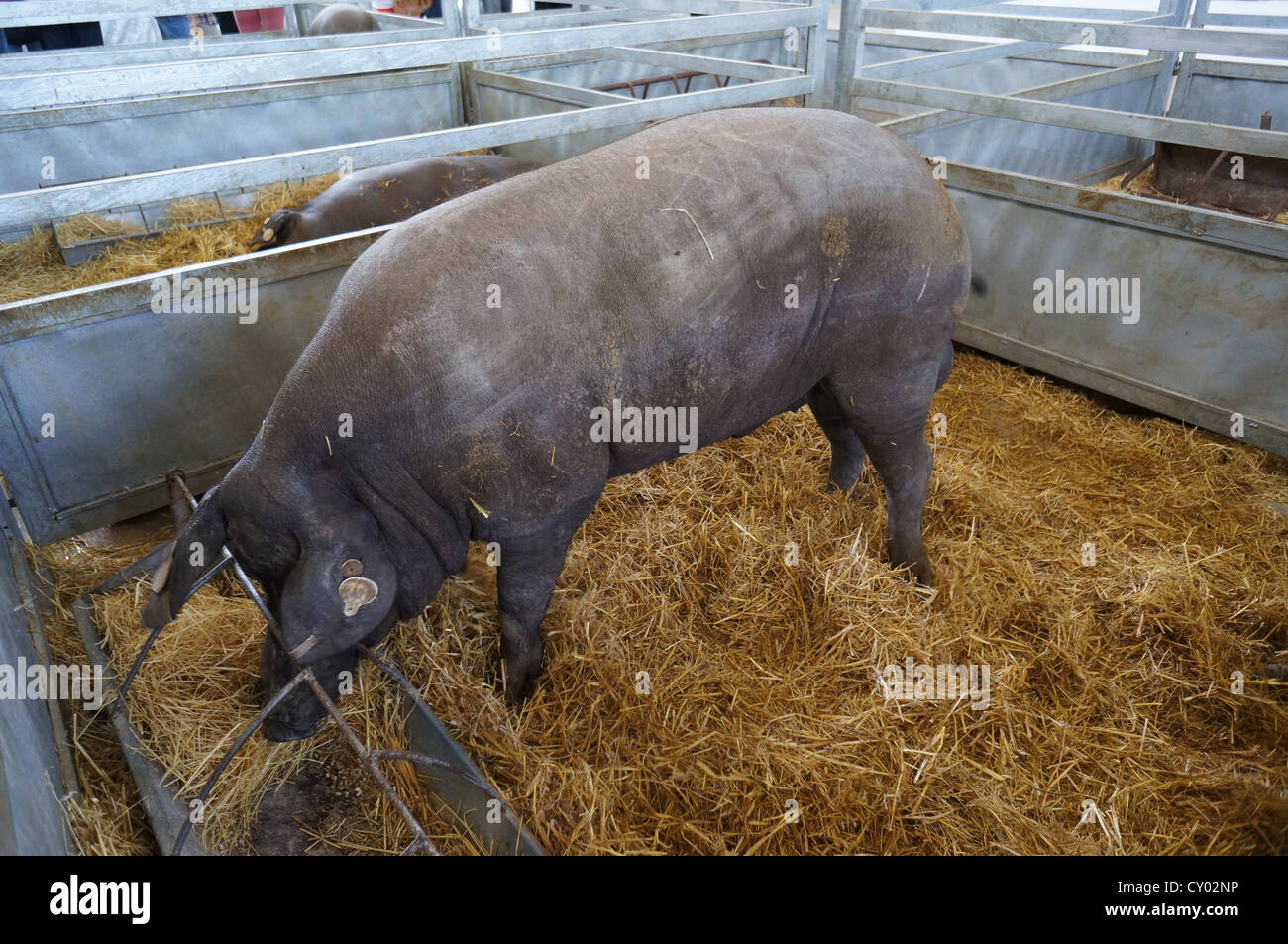 Pig Farm (Feria Internacional Ganadera) Messe am internationalen Viehmarkt in Zafra, Badajoz, Spanien Stockfoto