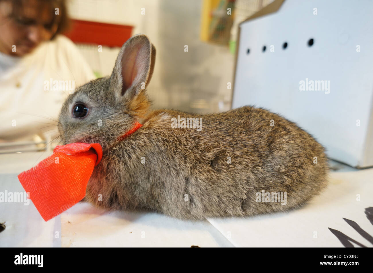 Messe am internationalen Viehmarkt, graue Kaninchen Hase Baby mit roter Fliege an Zafra, Spanien Stockfoto