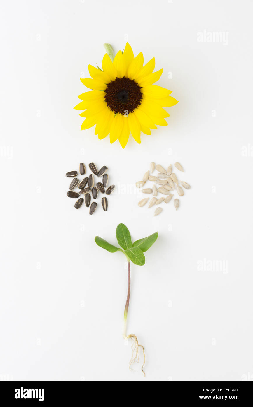 Sonnenblume, Helianthus Annuus Lebenszyklus mit Keimling, Samen (mit schwarzer Samenschale und ohne) und Blume. Stockfoto