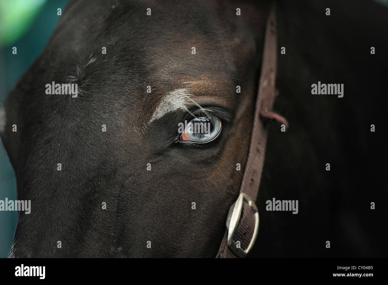 Pferd mit blauen augen Stockfotos und bilder Kaufen Alamy