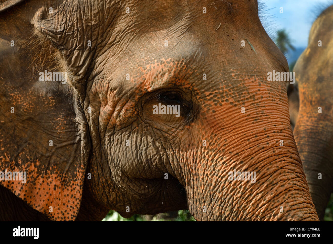 Sri Lanka Elefant zeigt die identifizierende Pigmentierung zu diesen Tieren einzigartig Stockfoto