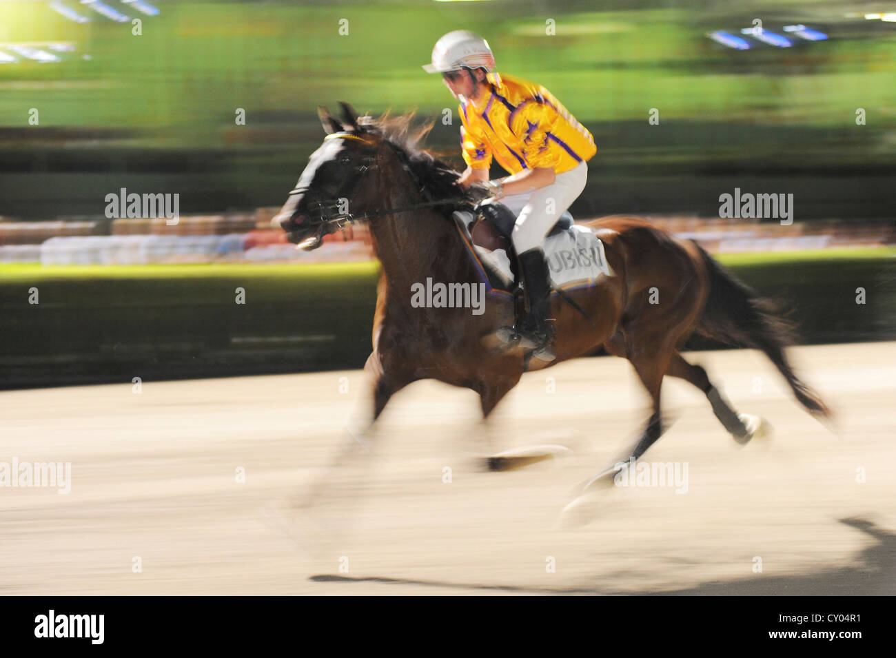 Ein Pferd Rennen für Amateure, Trabrennen verfolgen, Baden, Niederösterreich, Österreich Stockfoto