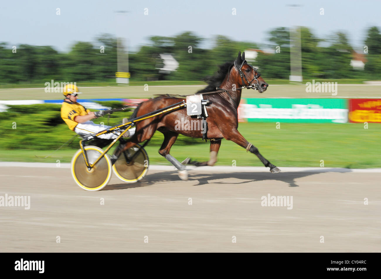 Trotter bei vollem Trab, Trabrennen verfolgen, Baden, Niederösterreich, Österreich Stockfoto