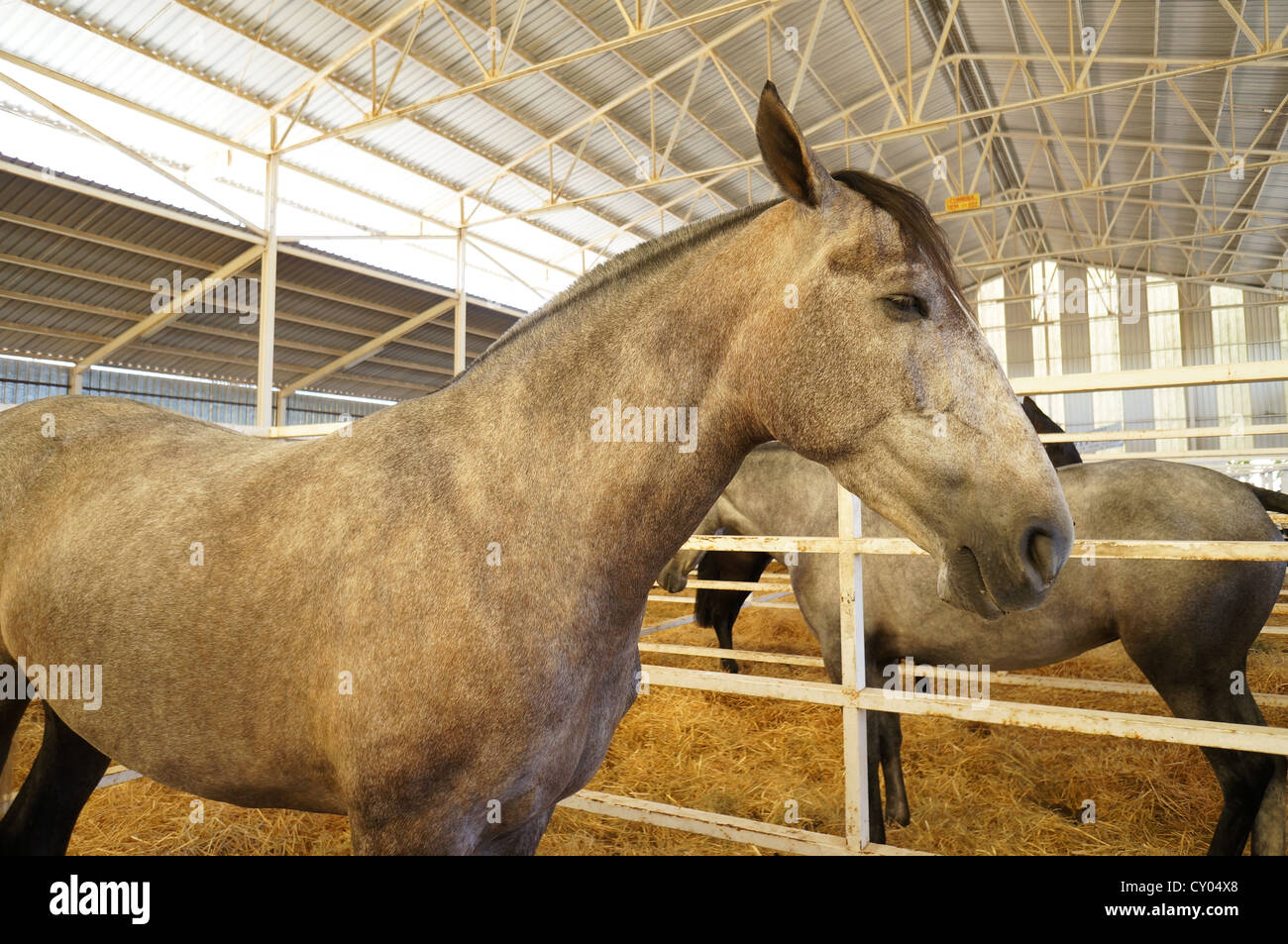 Pferde auf dem Land-Bauernhof fair zu entwerfen. Internationalen Viehmarkt in Zafra, Badajoz, Spanien (Feria Internacional Ganadera) Stockfoto