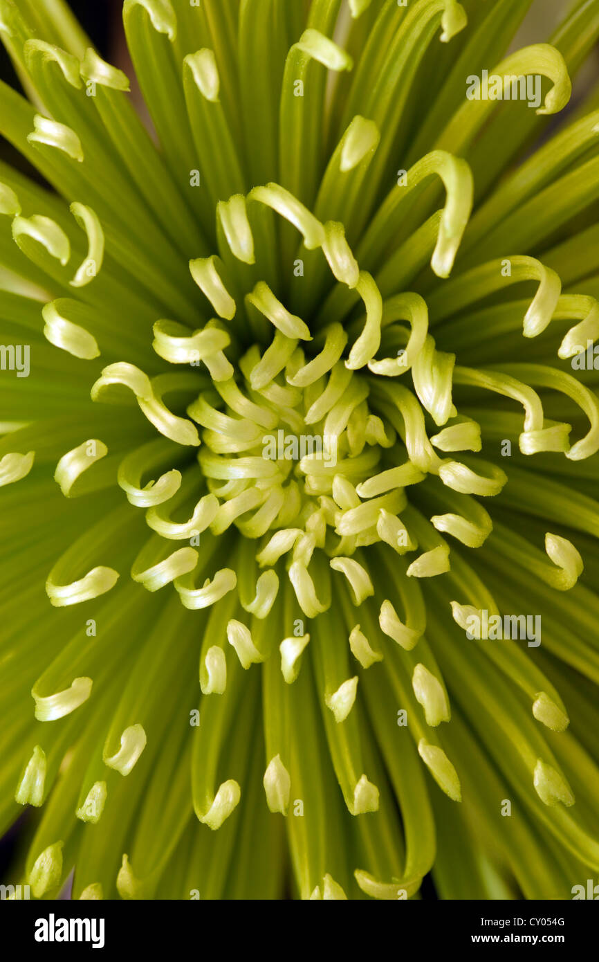 Chrysanthemenblüte (Green Anastasia) Nahaufnahme Stockfoto