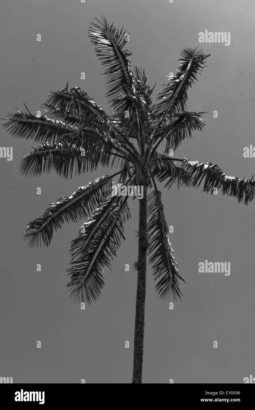 Valle de Cocora Los Nevados Nationalpark Wachs Palmen Kolumbien schwarz & weiß Stockfoto