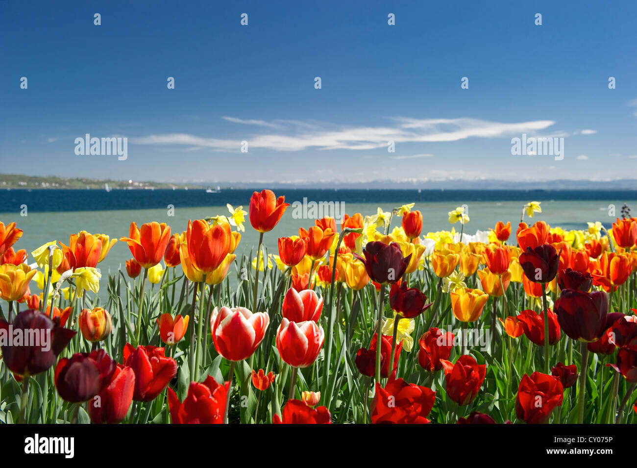 Bereich der Tulpen, Insel Mainau, Baden-Württemberg Stockfoto