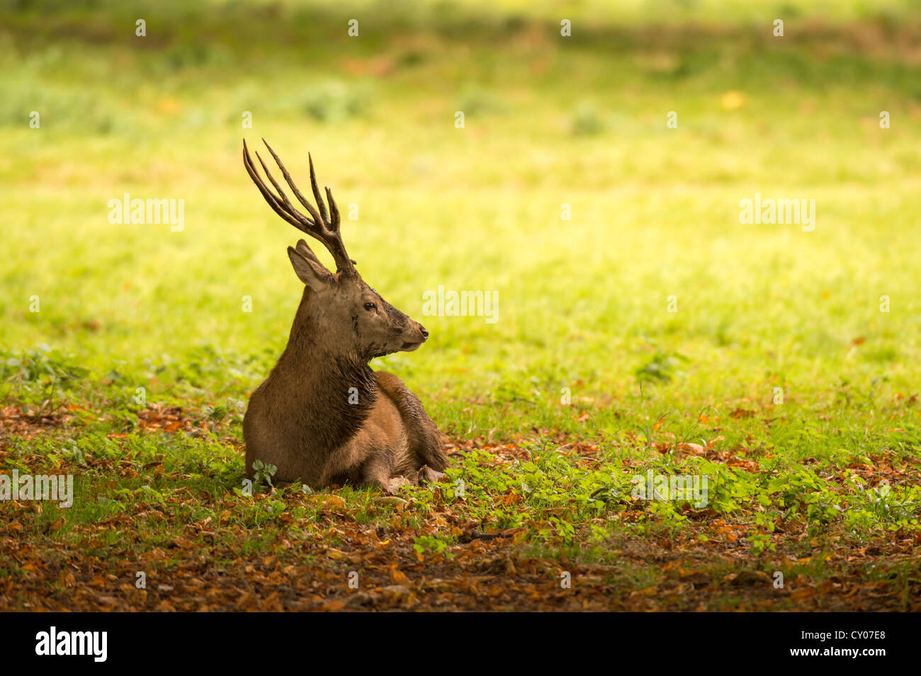 Rotwild-Hirsch (Cervus Elaphus) ruht in der frühen Morgensonne. Stockfoto