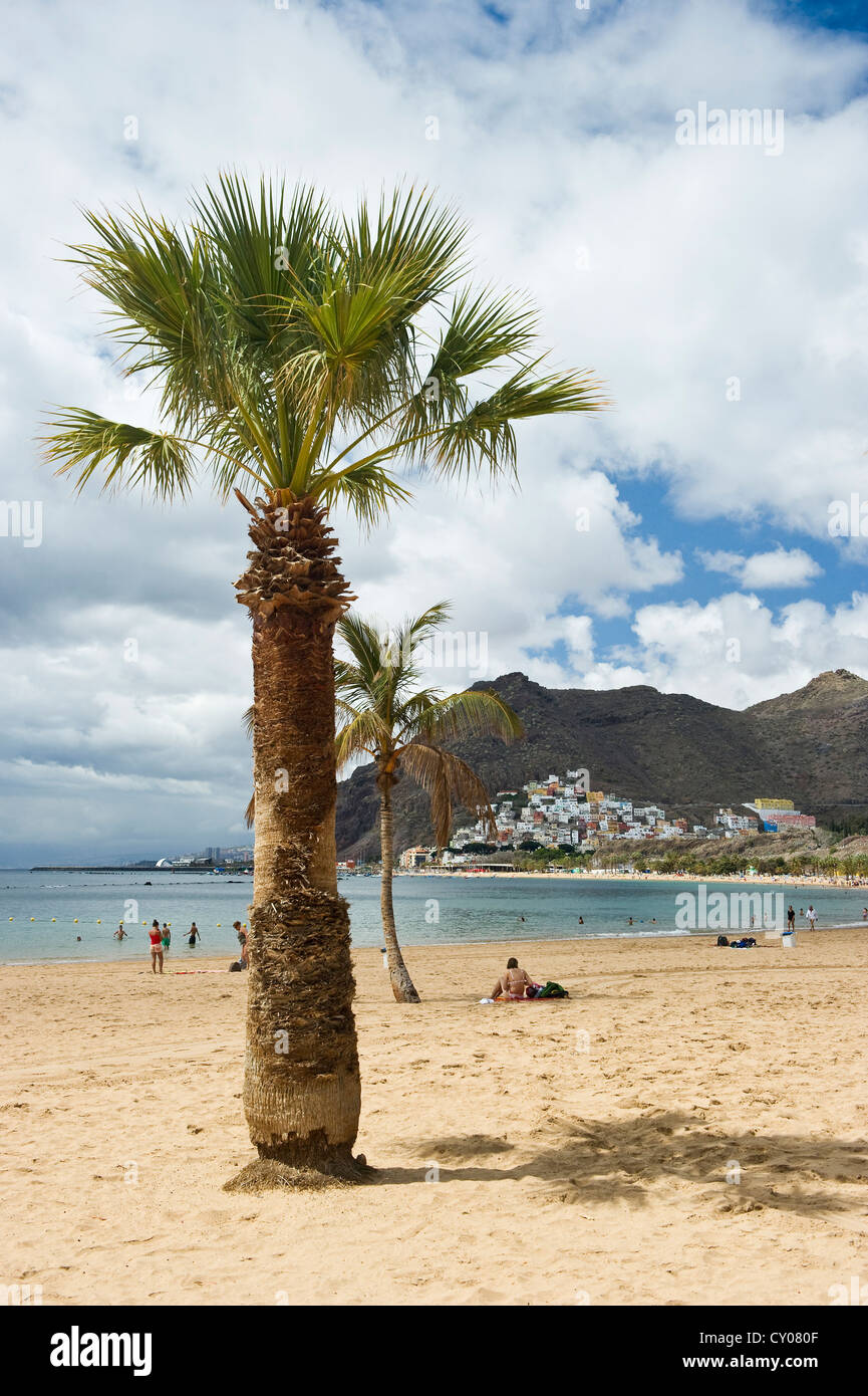 Palmen und Strand, Playa de Las Teresitas, San Andrés, Teneriffa, Kanarische Inseln, Spanien, Europa Stockfoto