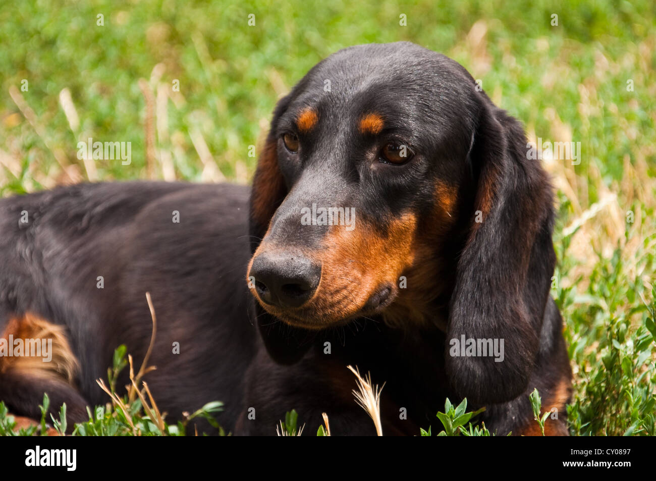Porträt von schwarzen und braunen zwei Jahre alten Hund Dackel in den Garten legen in dem Rasen hautnah Stockfoto