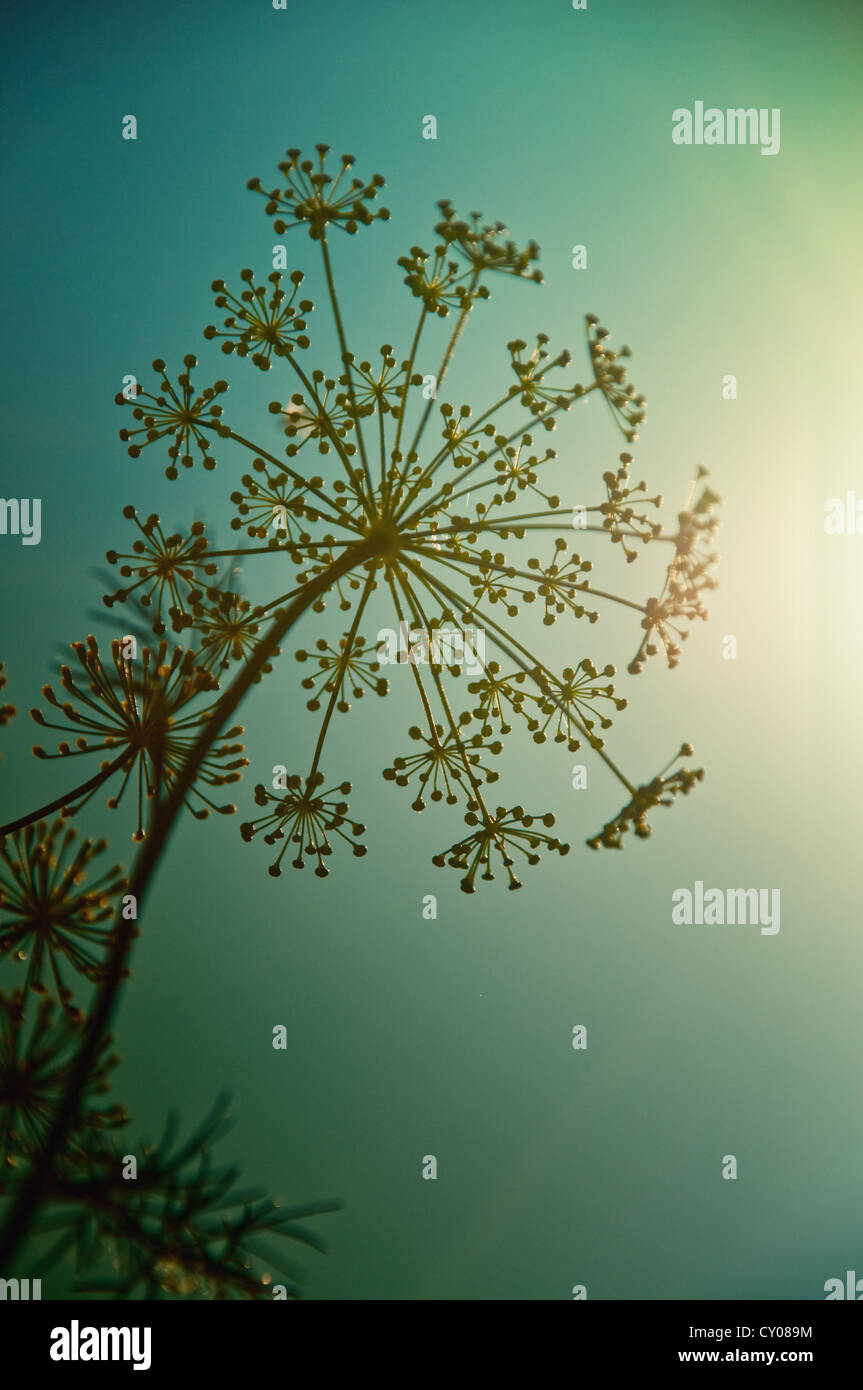 Fenchel im Garten in Contra Licht, geringe Schärfentiefe Feldbild. Stockfoto