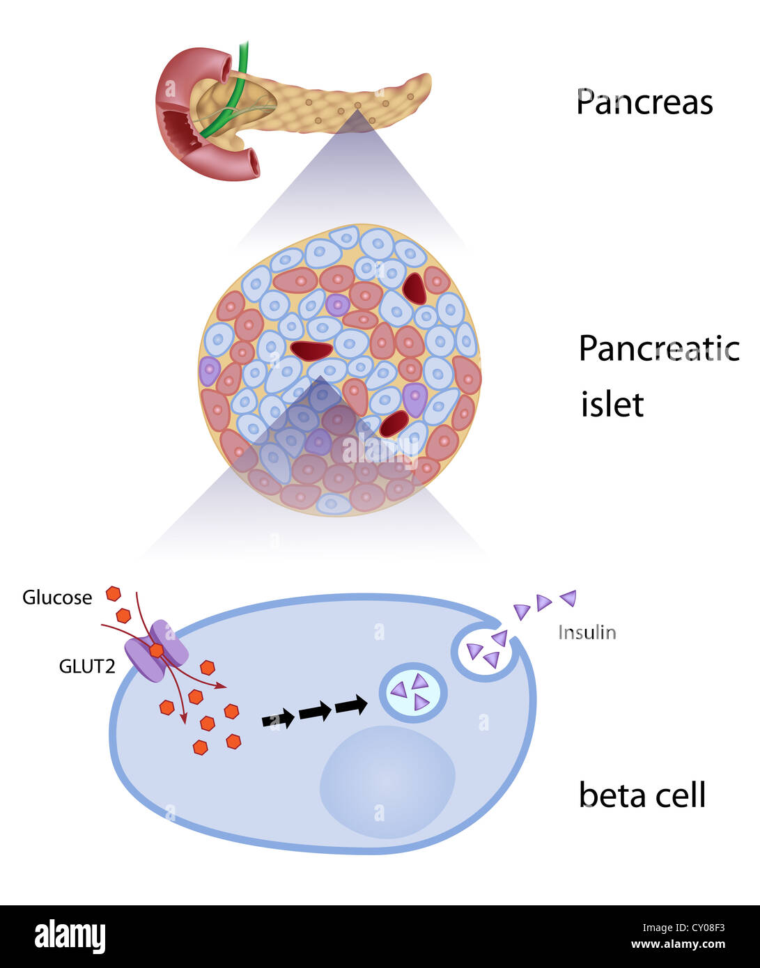 Glukose induziert Insulin-Freisetzung in Beta-Zellen Stockfoto