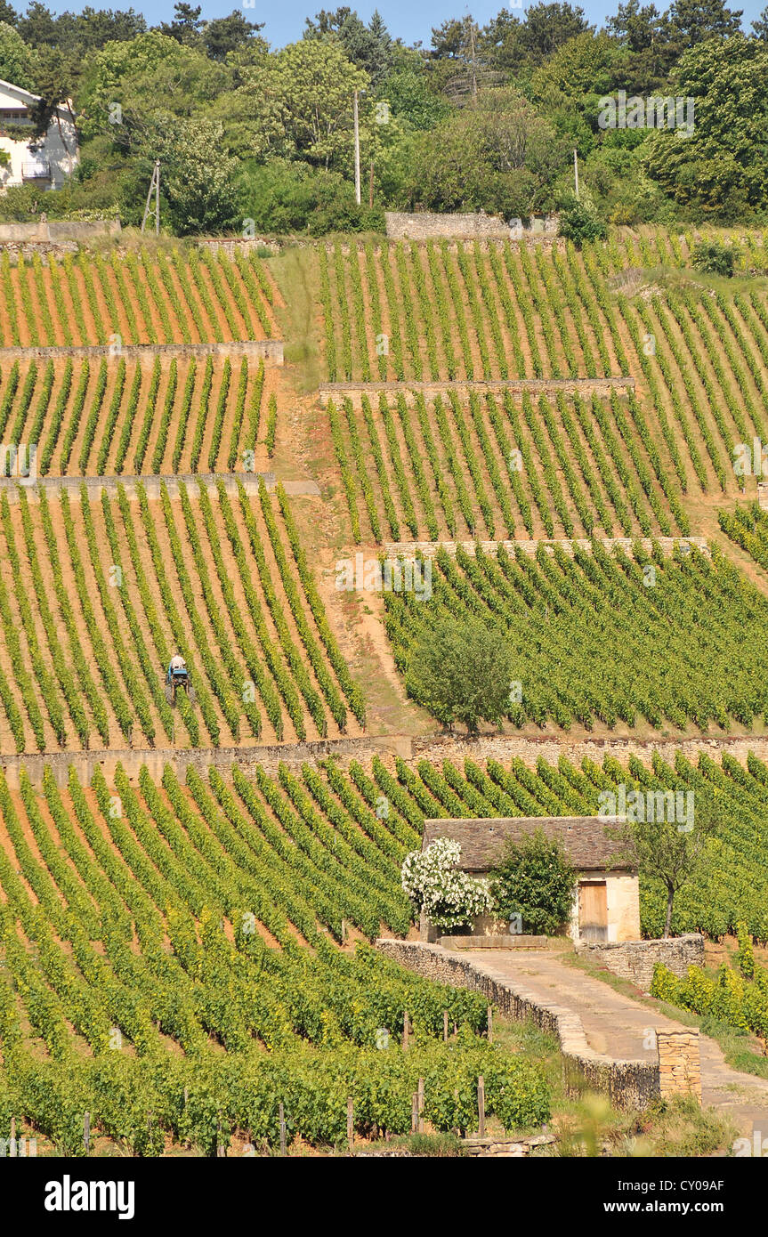 Weinbergs Côte de Beaune Burgund Frankreich Stockfoto