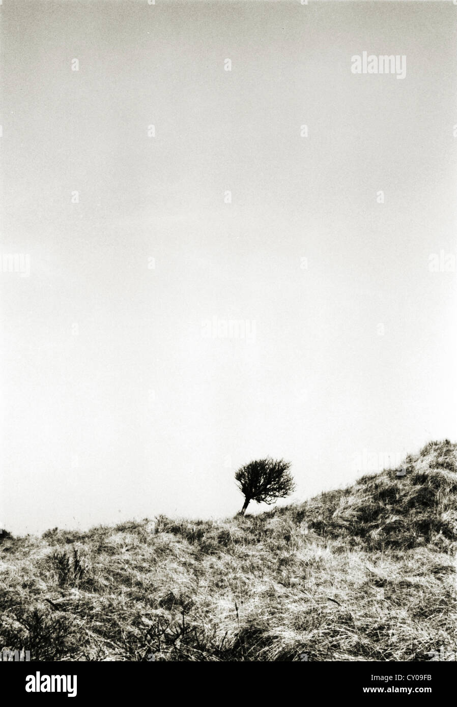 Ein einsamer Baum auf einem Hügel Stockfoto