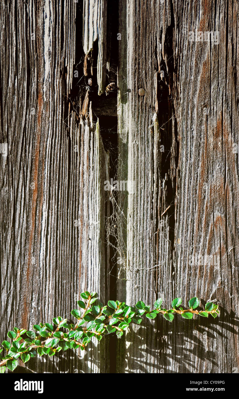 Rustikal, verlassenen Schuppen Tür mit Stegen und Pflanzen. Stockfoto